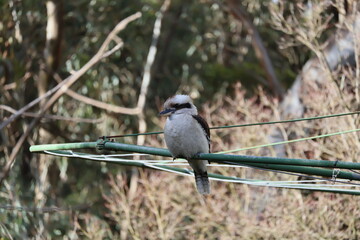 Melbourne Victoria Kookabura wildlife