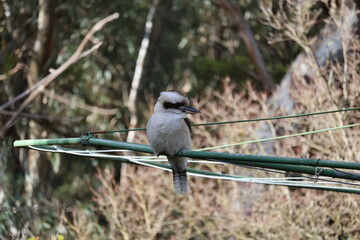 Melbourne Victoria Kookabura wildlife