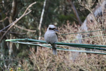 Melbourne Victoria Kookabura wildlife