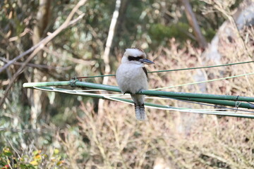 Melbourne Victoria Kookabura wildlife