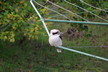Melbourne Victoria Kookabura wildlife