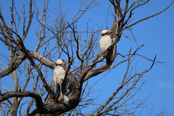 Melbourne Victoria Kookabura wildlife