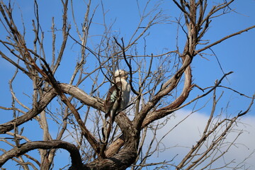 Melbourne Victoria Kookabura wildlife