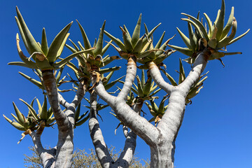 Arbre à carquois en Namibie