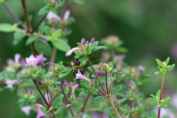 Honey bee flighting on the the baby lilac shrub (Leptodermis oblonga)