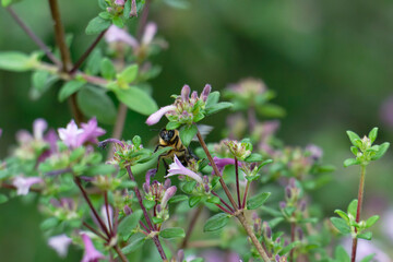 Honey bee flighting on the the baby lilac shrub (Leptodermis oblonga)