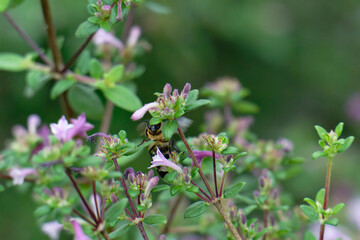 Honey bee flighting on the the baby lilac shrub (Leptodermis oblonga)