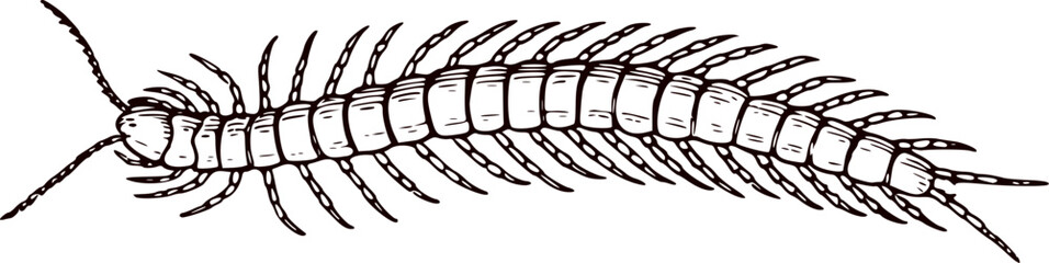 vector illustration of a Centipede on white. detailed centipede vector illustration. Centipede Coiled for Protection. Vector of a centipede with its body spiraled and legs