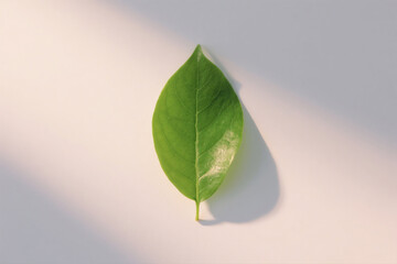 Green Leaf on Soft Pastel Backdrop