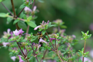 Honey bee flighting on the the baby lilac shrub (Leptodermis oblonga)