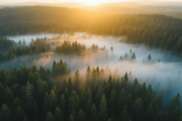 Epic Morning Light in Mountain Forest