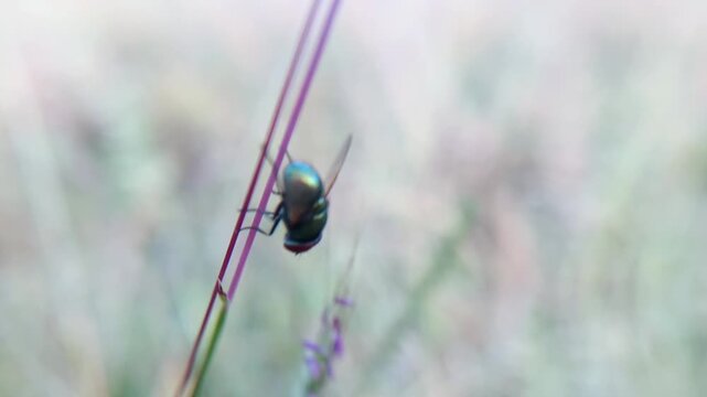 Macro photo of a Green Fly (Lucilia sericata) on a grass branch with a blurred background.