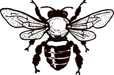 black and white Honey Bee. Bumble bee. Bee Honey Tattoo engraving vector logo icon illustration