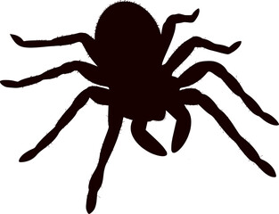 spider silhouette on a white background. Spider vector icon. Isolated spider flat illustration