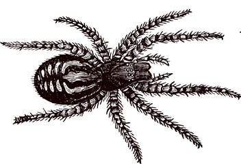 Black spider isolated on white background. Halloween spider collage with vintage stippling effect, retro vector illustration, psychedelic surreal art poster, experimental grunge texture, horror theme,