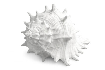 Fototapeta premium White conch shell featuring intricate spiral pattern, showcasing natural curves and smooth surface against transparent backdrop