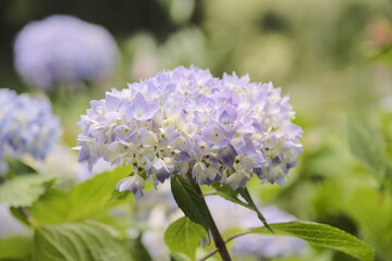 Summer Flower Bloom in Sadey, France – Nature Photography