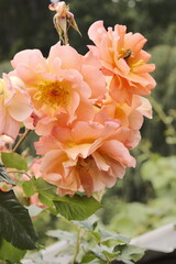 Obraz premium Summer Flower Bloom in Sadey, France – Nature Photography