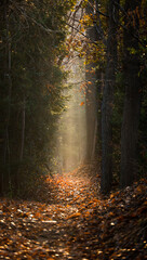 Fototapeta premium Sunlit Path Through Autumnal Woods Invites Contemplation and Tranquility
