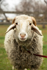 Sheep close-up. Sheep head. Cute sheep grazing on green grass.