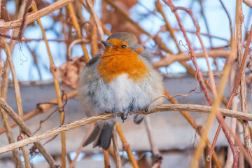 Cute bird the European Robin, Erithacus rubecula. sitting on the tree branch in winter.