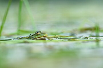 The marsh frog (Pelophylax ridibundus) swimming in pond. Nature of Czech Republic.