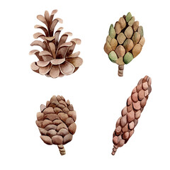 Set of watercolor illustrations. Hand drawn different types of cones isolated on white background. Clipart, botanical illustration.