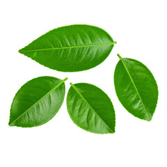 realistic fresh green lemon leaves isolated on transparent or white background