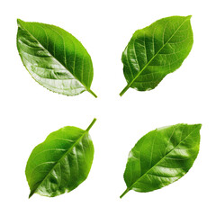 Naklejka premium Four green leaves, studio shot, black background, nature design, website graphic