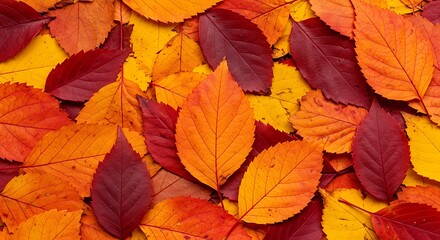 The rich and warm colors of fall captured in an up-close and dense arrangement of leaves.

