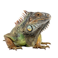 Obraz premium Close-up profile of a vibrant iguana