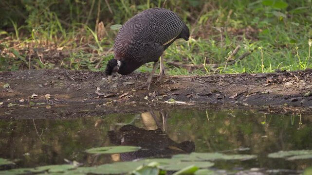 A crested guinea fowl stands at the edge of a pond, dipping its beak into the water for a drink.