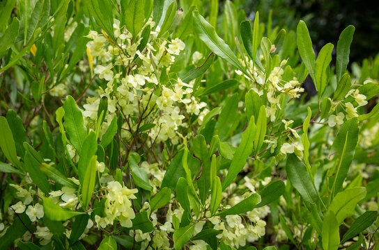 Dodonaea viscosa, ake ake, or hop bush, native plant of New Zealand, has papery white flowers in summer