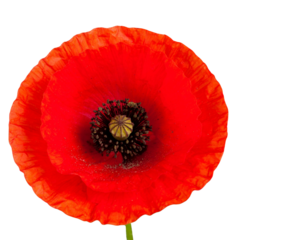 Poppy flowers isolated on transparent background, Red poppy flower isolated Photo sum  