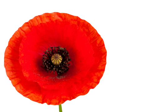 Poppy flowers isolated on transparent background, Red poppy flower isolated Photo sum  