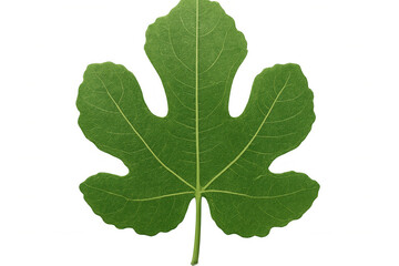 Green fig leaf with prominent veins isolated on a transparent background, perfect for nature-themed projects