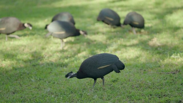 A flock of crested, or crowned, guinea fowl peck and forage in a sun-dappled grassy area.
