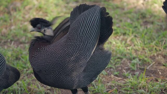 A stunning, black-feathered crested guinea fowl grooms its white-spotted plumage.