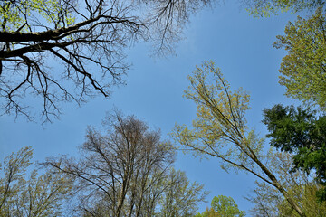 Silhouette and symmetry of the treetops, view from the ground