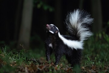 Naklejka premium A Skunks Warning Dramatic Portrait of a Skunk with Raised Tail Capturing the Essence of Defensive Posturing