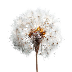 Close-up of a dandelion seed head.  Fluffy white seeds