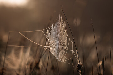 spider web with dew drops in the morning
