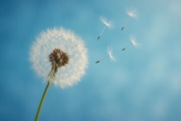 Amidst the vast expanse of blue, a dandelion stands tall, its seeds dancing in the wind