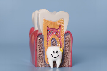 Healthy tooth anatomy model with smiling tooth