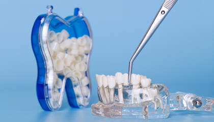 Placing prosthetic tooth on jaw model with tweezers