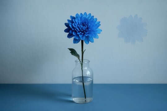 A single blue flower in a clear glass vase on a blue surface with a blurred background