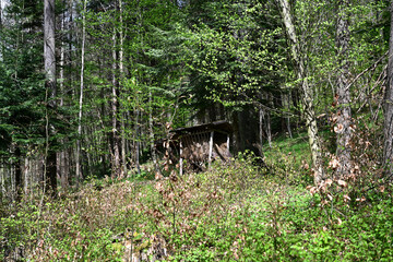 Hunting lodge on the edge of the forest overlooking the meadows for hunting animal