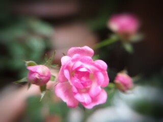 Close up of a blooming pink baby rose with soft petals captured in sharp focus against a dark blurred background highlighting its delicate beauty and natural elegance.