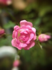 Close up of a blooming pink baby rose with soft petals captured in sharp focus against a dark blurred background highlighting its delicate beauty and natural elegance.
