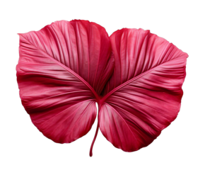 Closeup of a vibrant red leaf with a detailed texture, isolated on a transparent background
